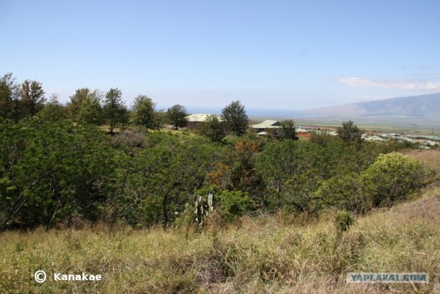 Цунами по-гавайски или "Алоха Цунами"