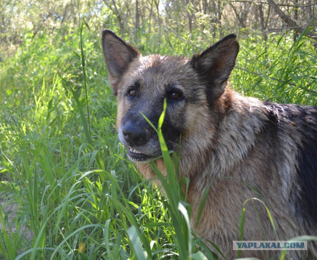 Собакочетверг на 02.01.2014