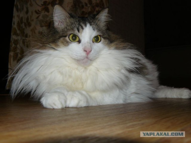 Котовторник 04.03.2014