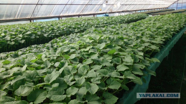 Любителям зелени 2