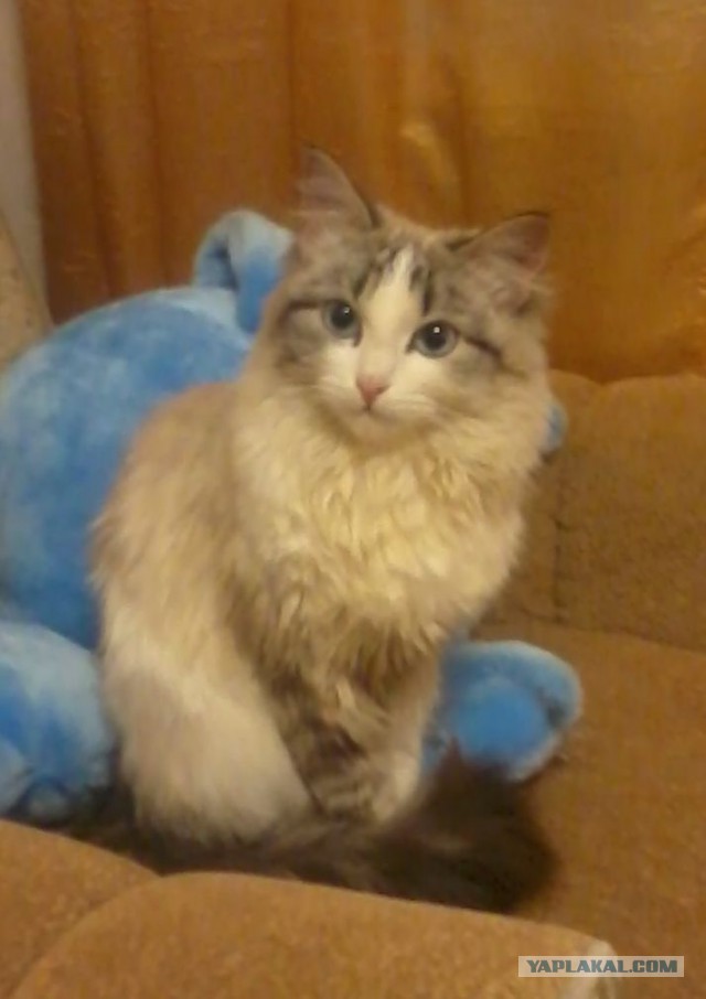 Рыжик из приюта