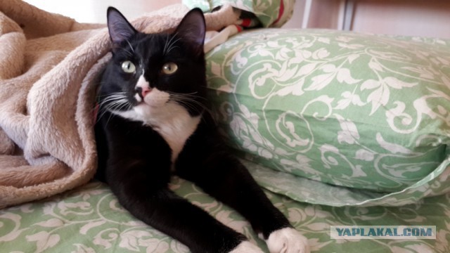 С Котовторником!