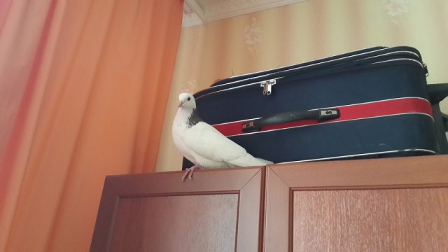 Хотел взять кота, а завелось вон чего.