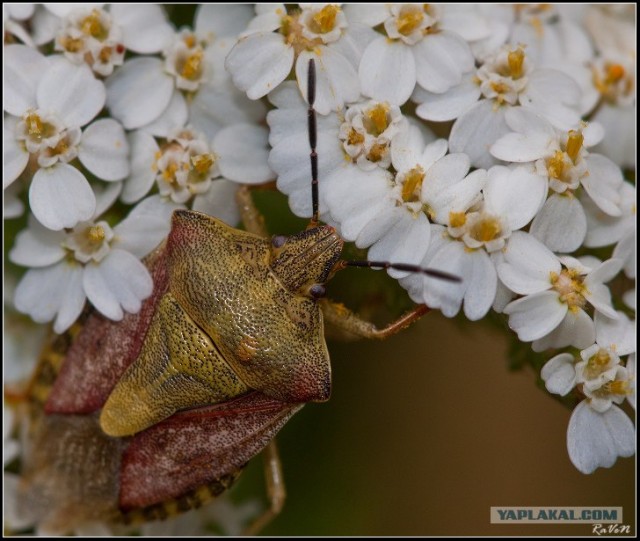 Макро для ЯП (Часть 3)