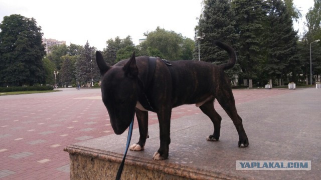 Кормит бультерьера