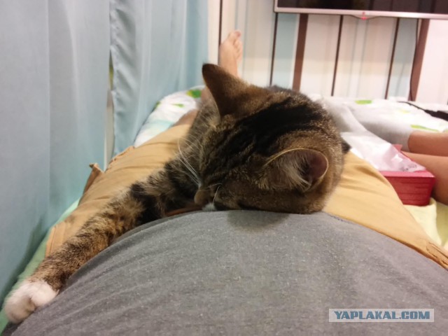 Котовторник 02.09.2014