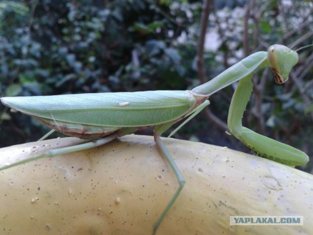 Сало уронили, я не троль! 1 pic без подката