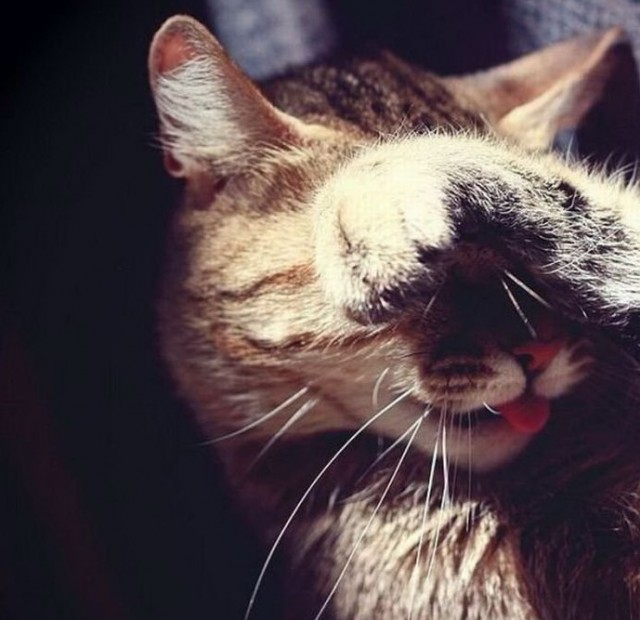 Даже кошки не могут это терпеть