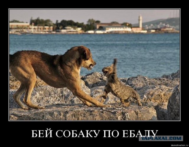Выгуливайте собак на поводке