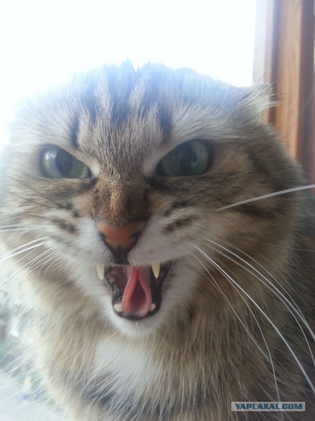 Котовторник