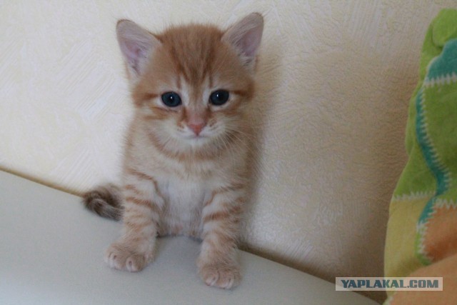 Котовторник