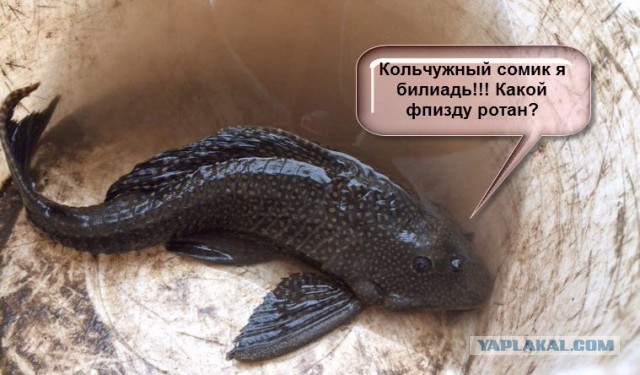 Рыбаки есть? Нужна помощь.