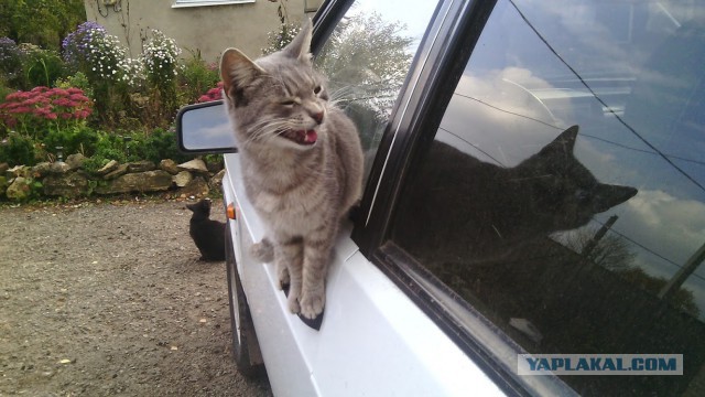 Котовторник