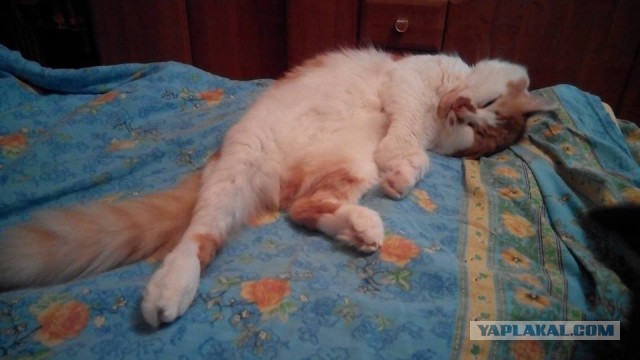 Котовторник 29-09-2015,