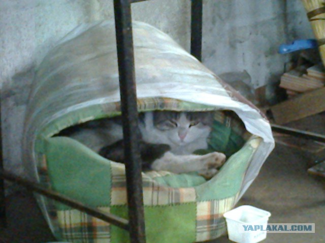 Котовторник 20.10.2015