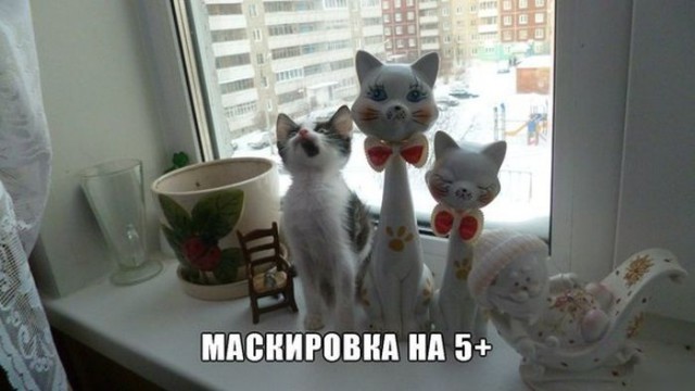 17 фотографий котов