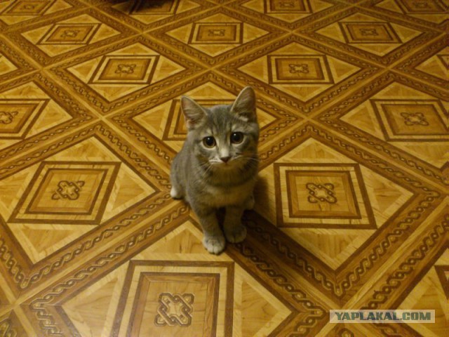 КОТЭдж