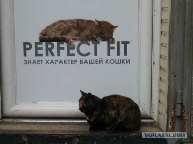 Котовторник 17.11.2015