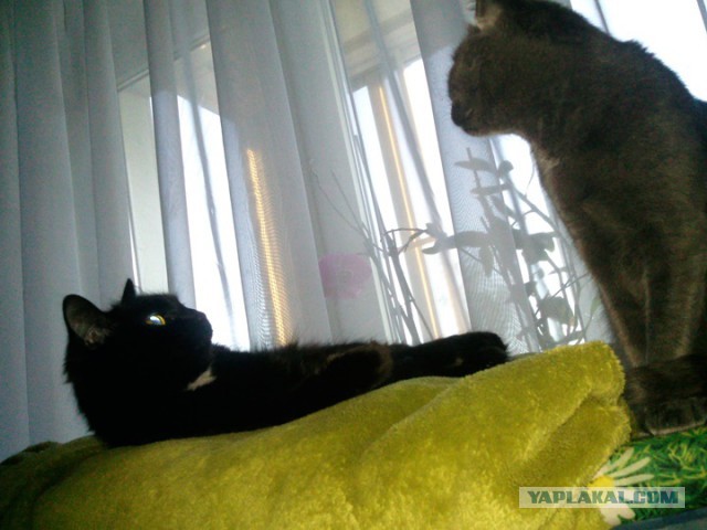 Котовторник 17.11.2015
