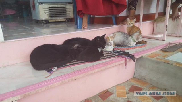 Котовторник 22.12.2015