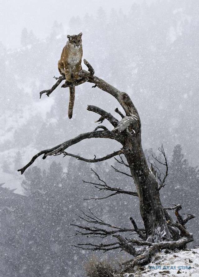 Разные картинки