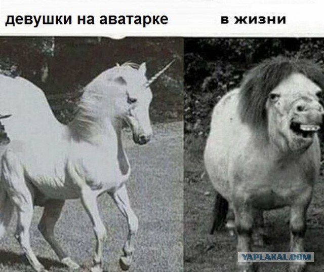 Весёлые картинки