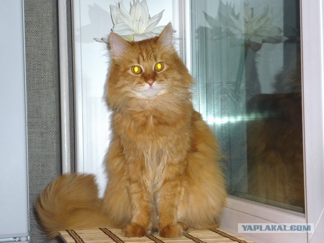 Самый ужасный котовторник