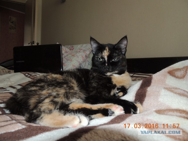 Мои кошки