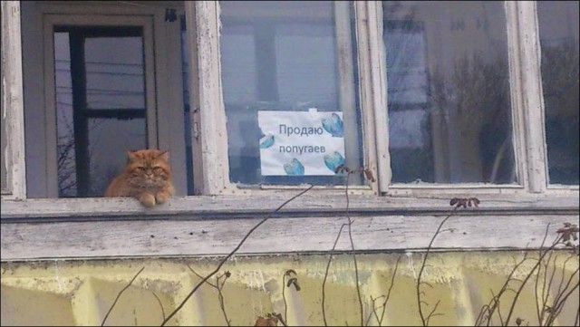 Прикольные и не очень картинки из сети