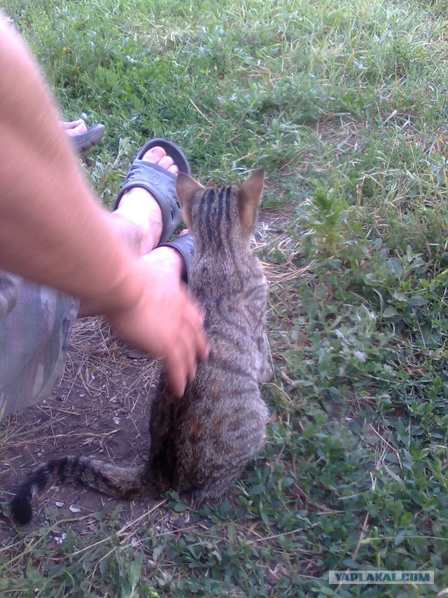 Котовторник 26.07 2016