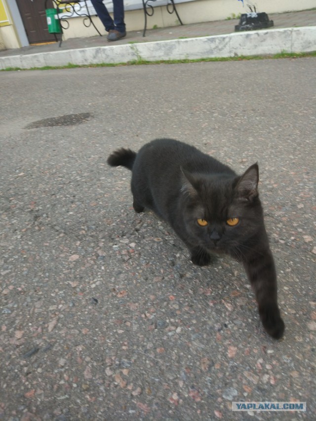 Котовторник 27.09.16