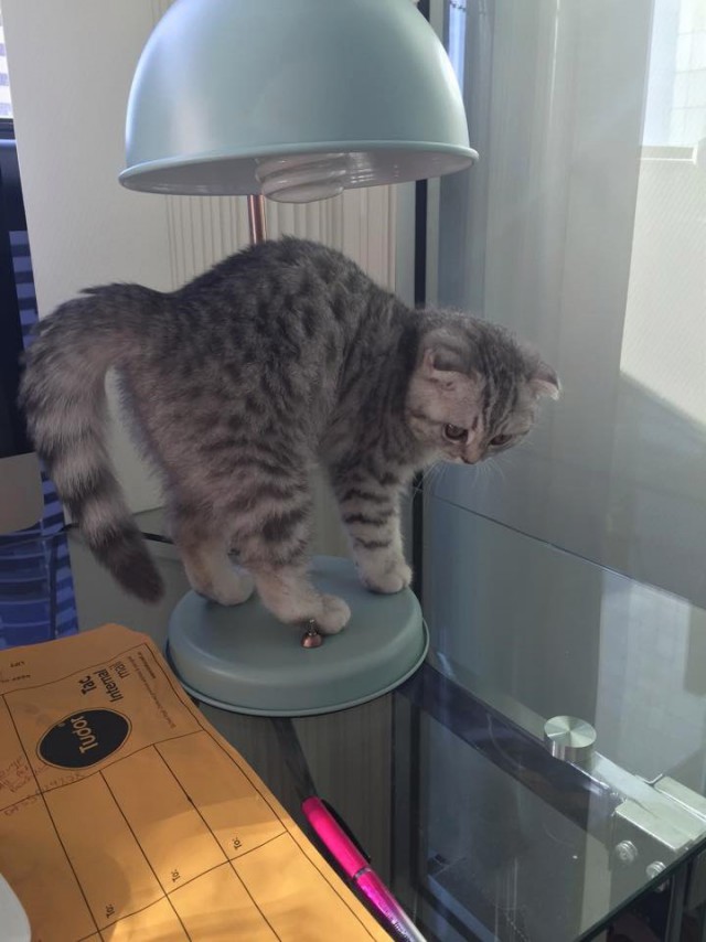 ГЛАГОЛящие коты
