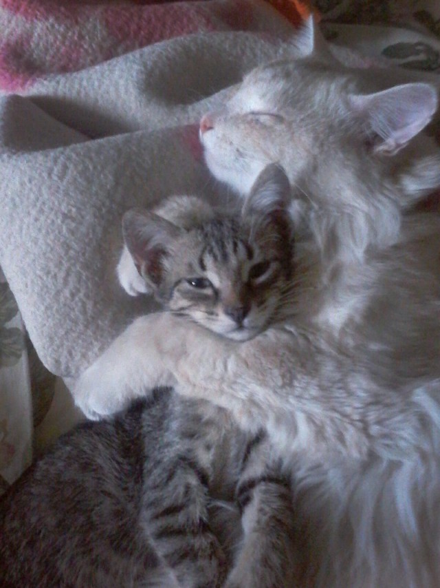 Коты из сети