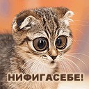 Звезда рулю