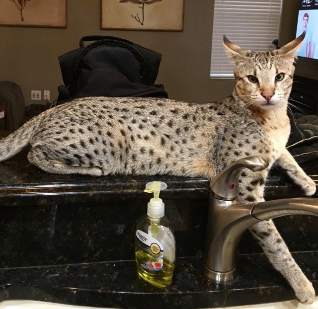 Коты из сети
