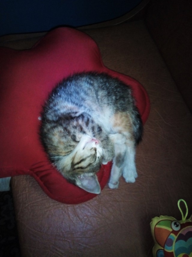 Котовторник 14.03.2017