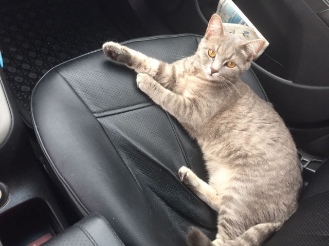 Коты и Кошки