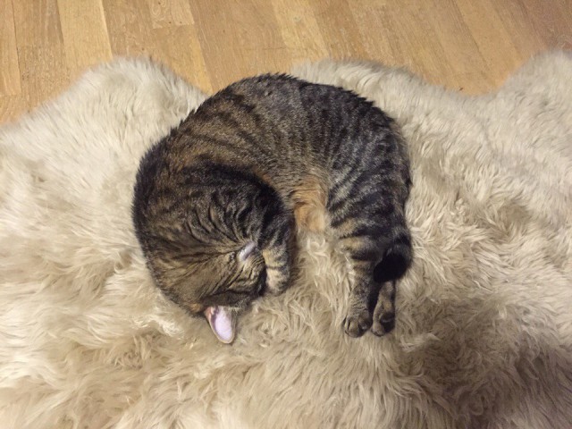 Коты и Кошки