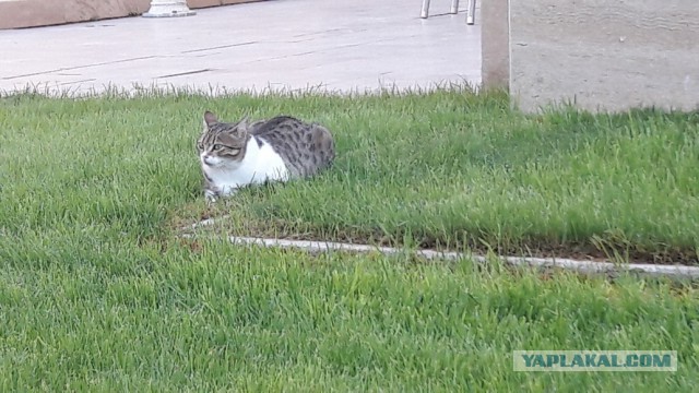 Котовторник  25.07.2017