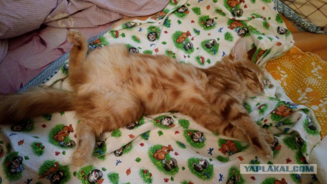 Котовторник 1.08.17