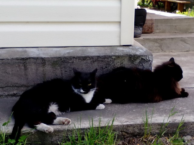 Котовторник 1.08.17