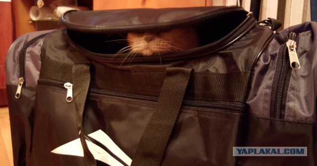 Котовторник