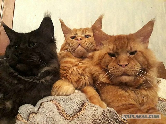 Джокер и его семья