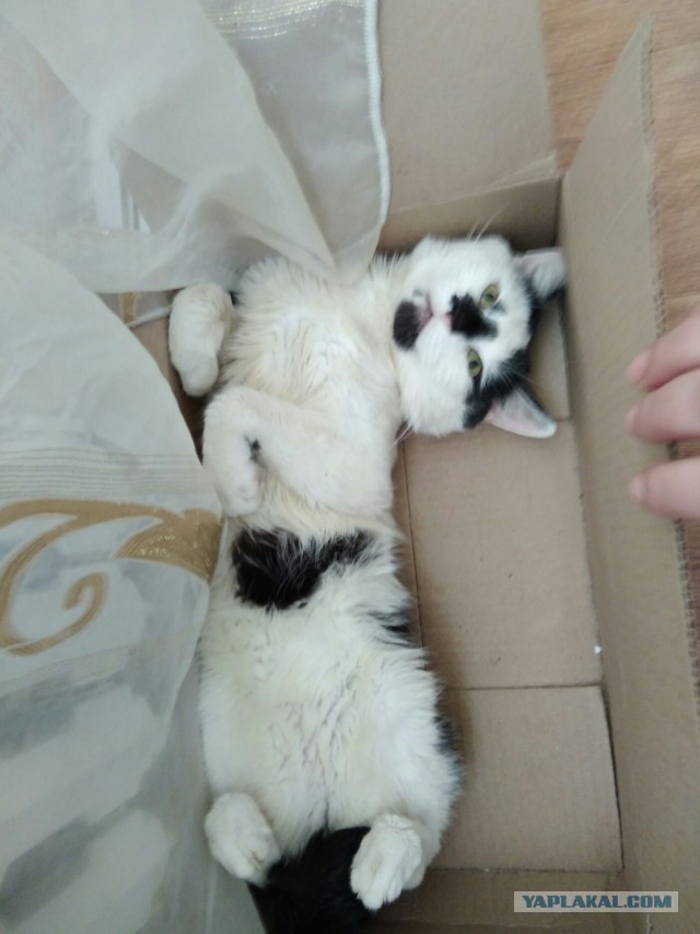 Прикольных котов пост