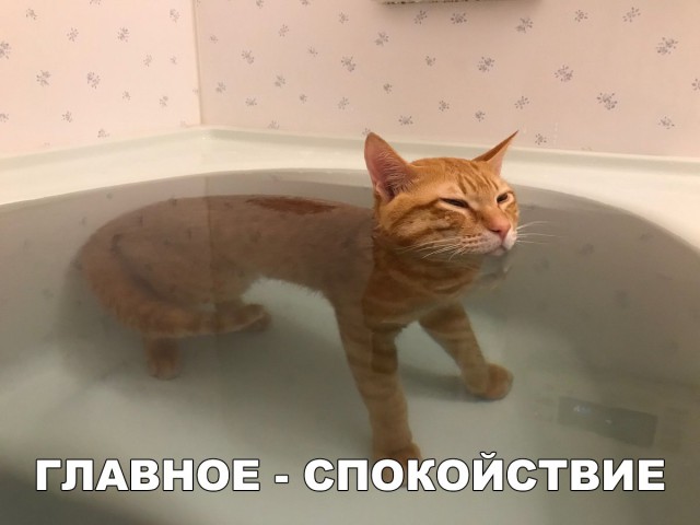 Фотобомбы котов