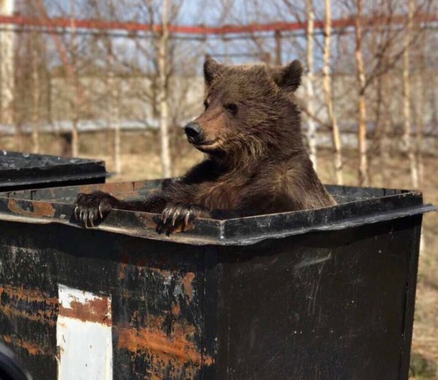 Живность из сети