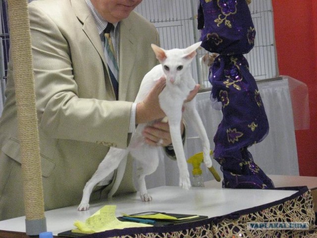 Iams Cat Championship в Нью- Йорке