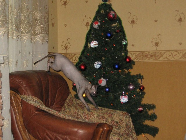 Новогодний КОТОВТОРНИК!