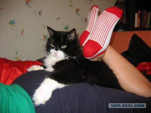 Котопятница!