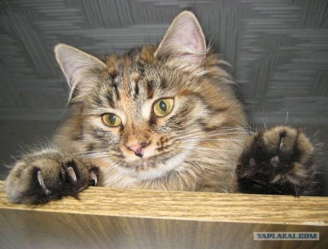 Сердечные коты